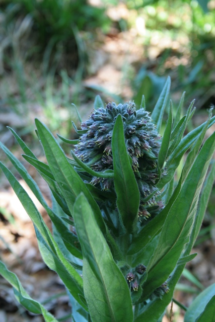 Cynoglossum apenninum (=Solenanthus apenninus)